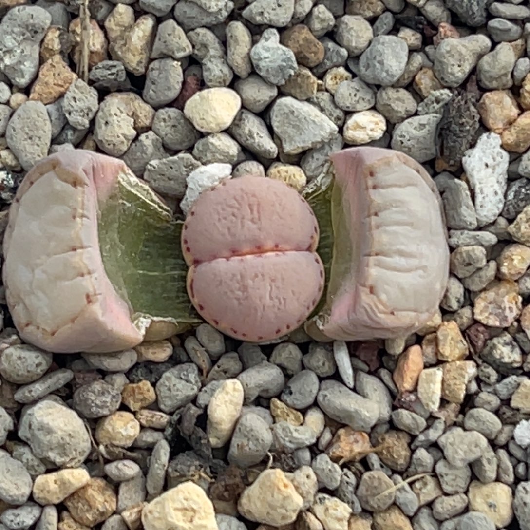 7449净窗粉饼干一颗