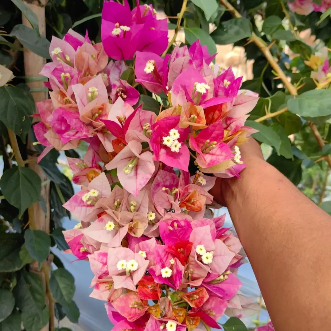 【金饶】三角梅喜光易养护室内外庭院花卉观赏原盆土根系好