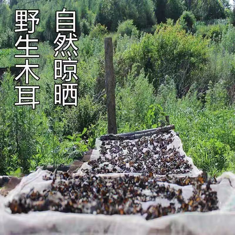 野生椴木木耳木耳黑木耳肉厚无根干净无沙新货头茬 （来自万源）