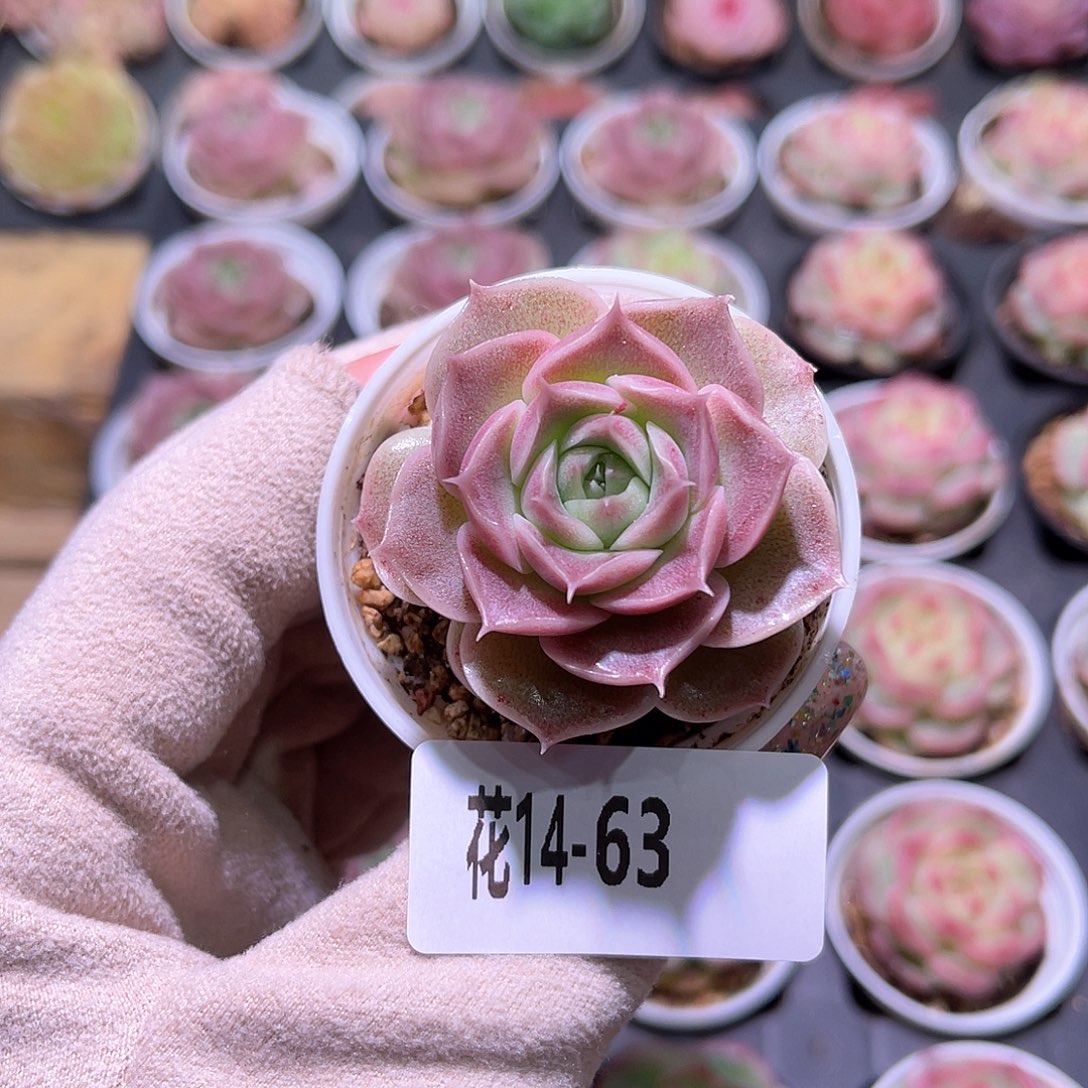 花利美14-63青瓷单头