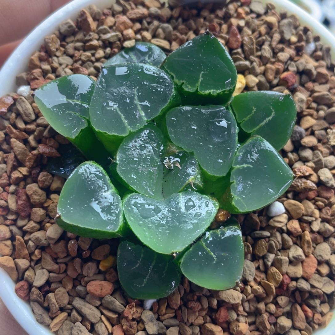 14.十二卷多肉姬翠寿。