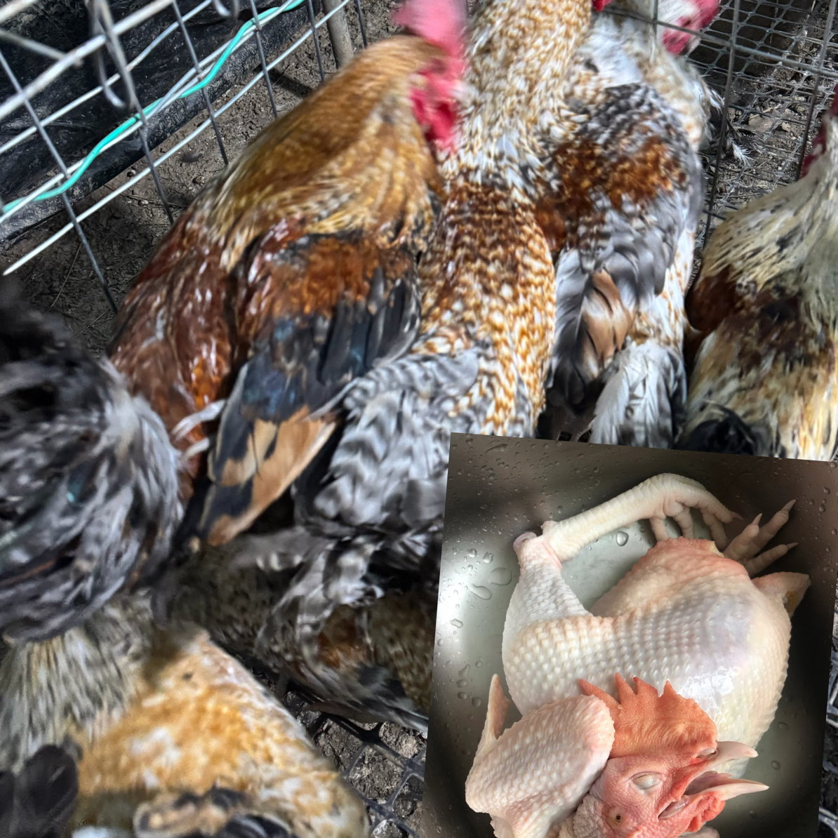 花柴肉质紧实肉质鲜美冷链快递（以直播为主）