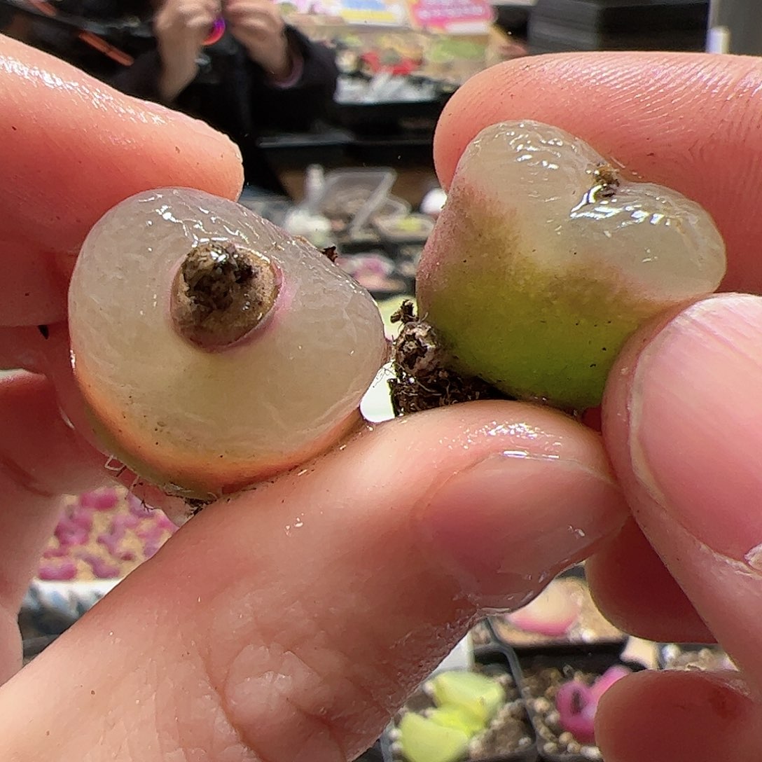 【闪购商品】122 毛毛