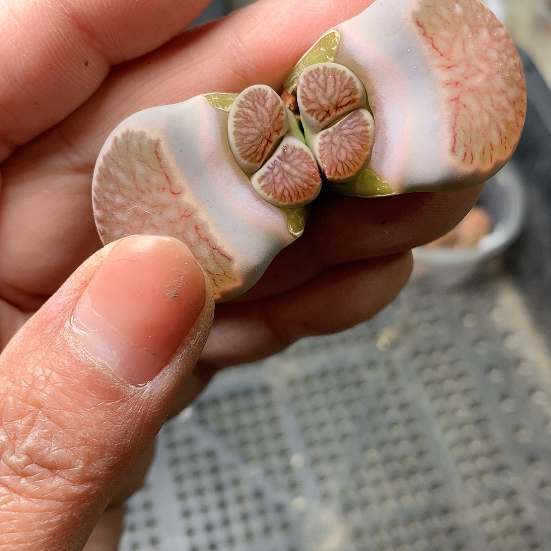 C763多肉植物保护