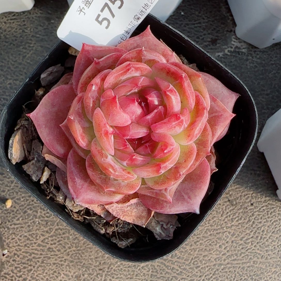 冰飘花，5759多肉植物