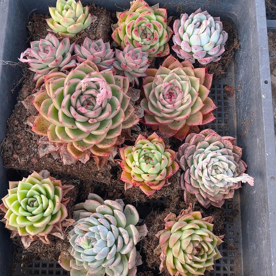 直播福利一物一拍08