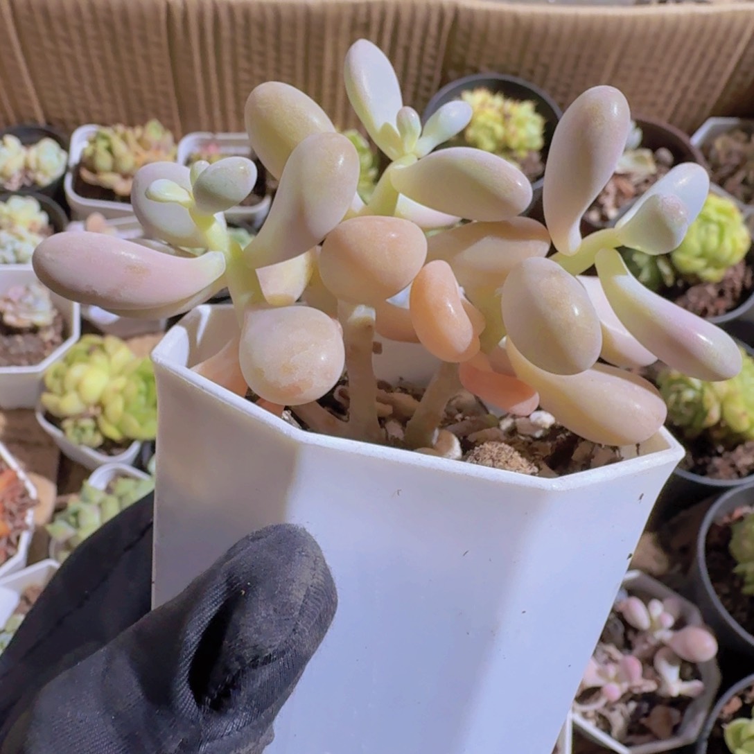 ?精品桃蛋多肉植物