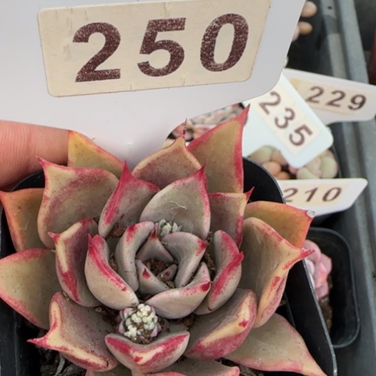 250 一物一拍多肉