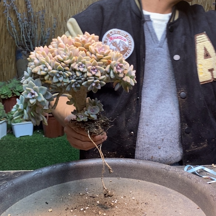 小***平295 号淡雪多肉植物