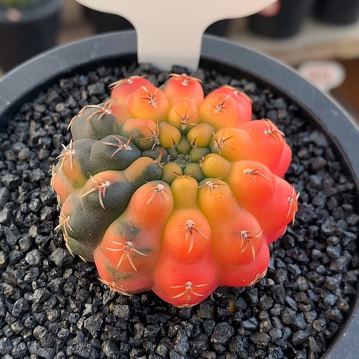 362瑞昌玉锦11111111111111