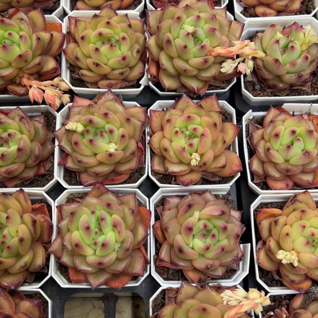 乐透珍妮，九块九包邮。