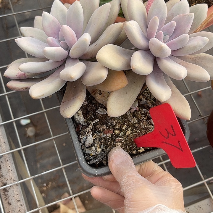 两单包邮，一物一拍37微瑕