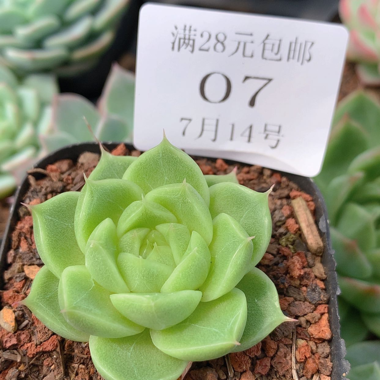 【闪购商品】云07号