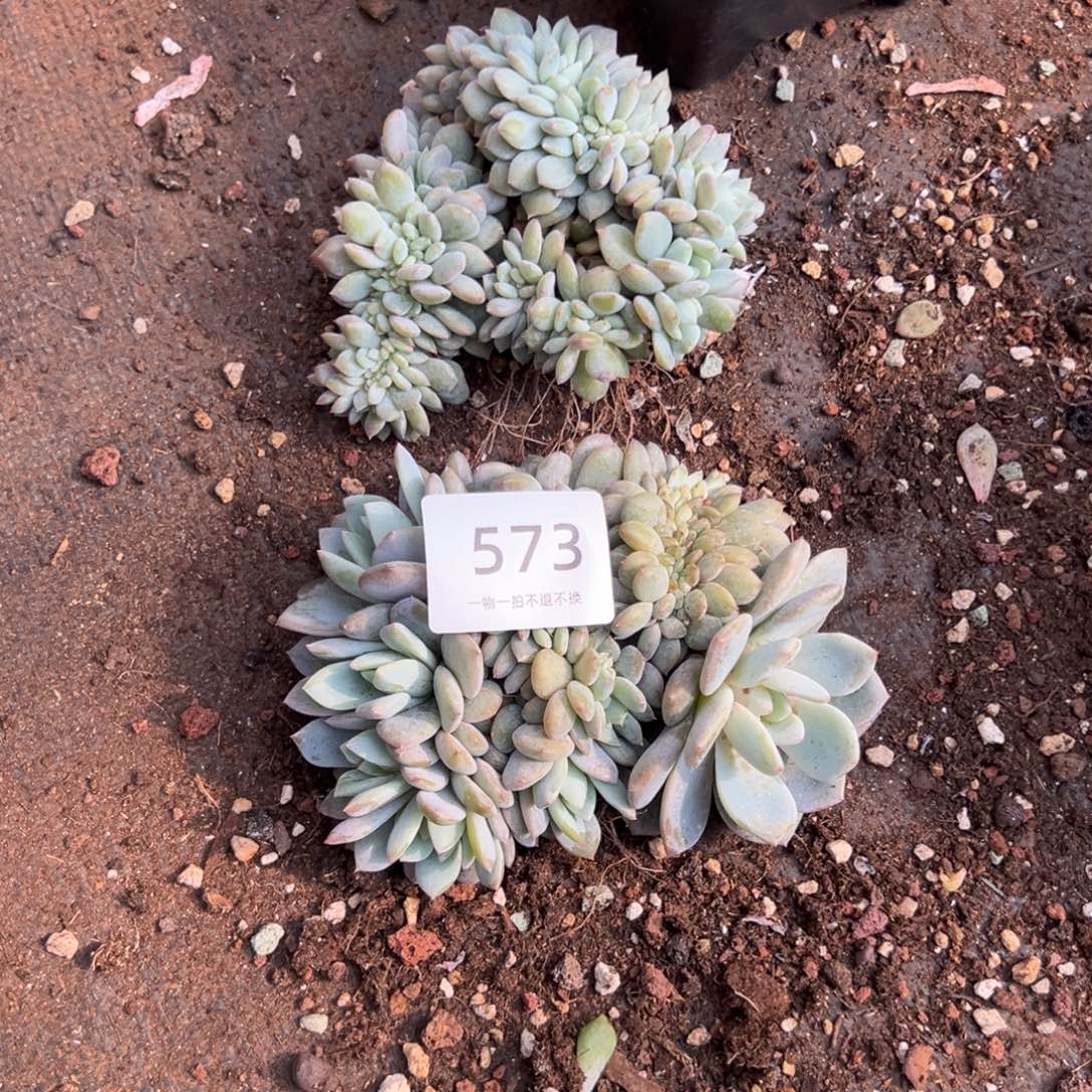 梨***笑缀化小树朵朵呀呀呀呀呀呀呀呀