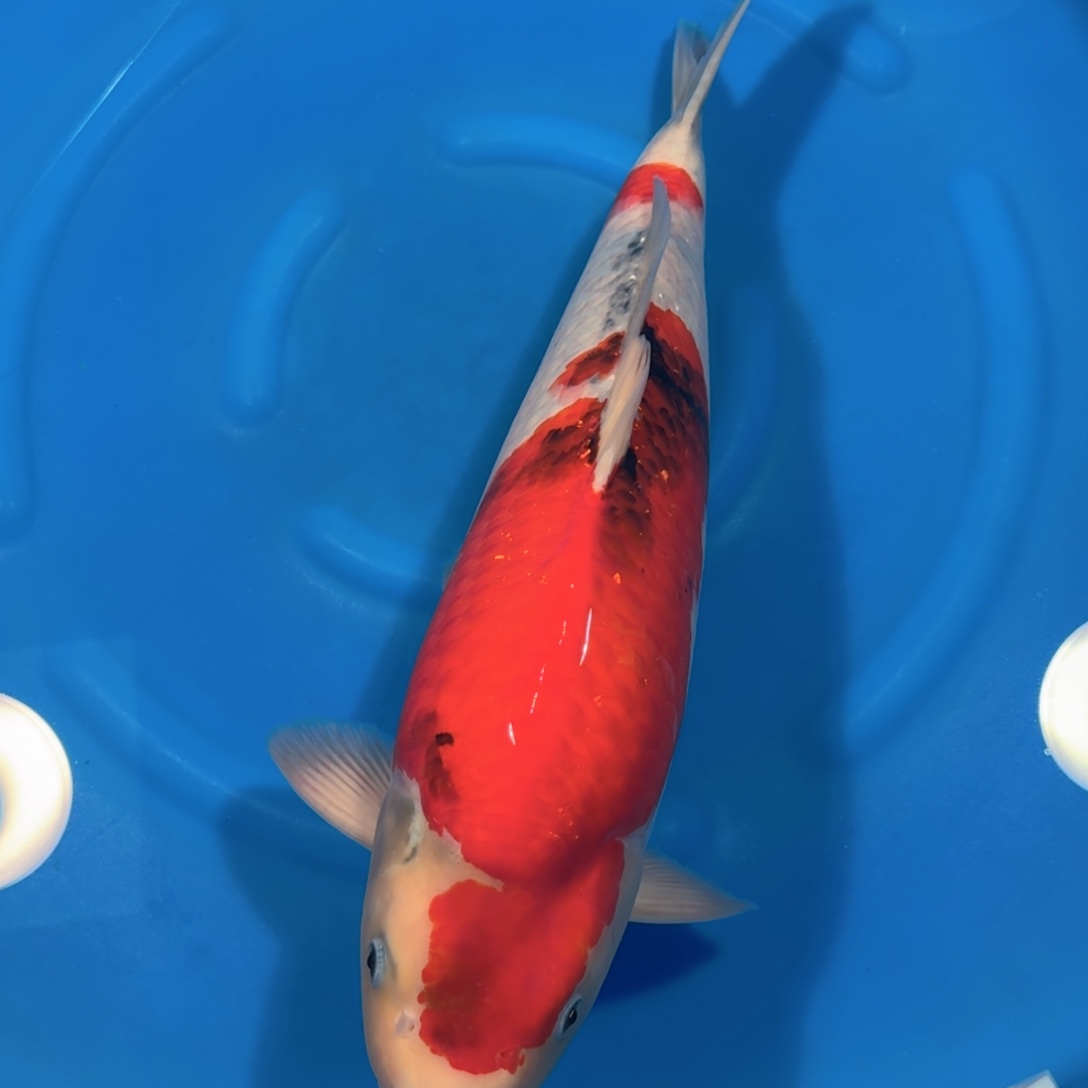 看***行锦鲤阪井昭和不包邮