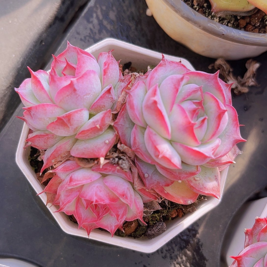 侧影7.5公分99888888