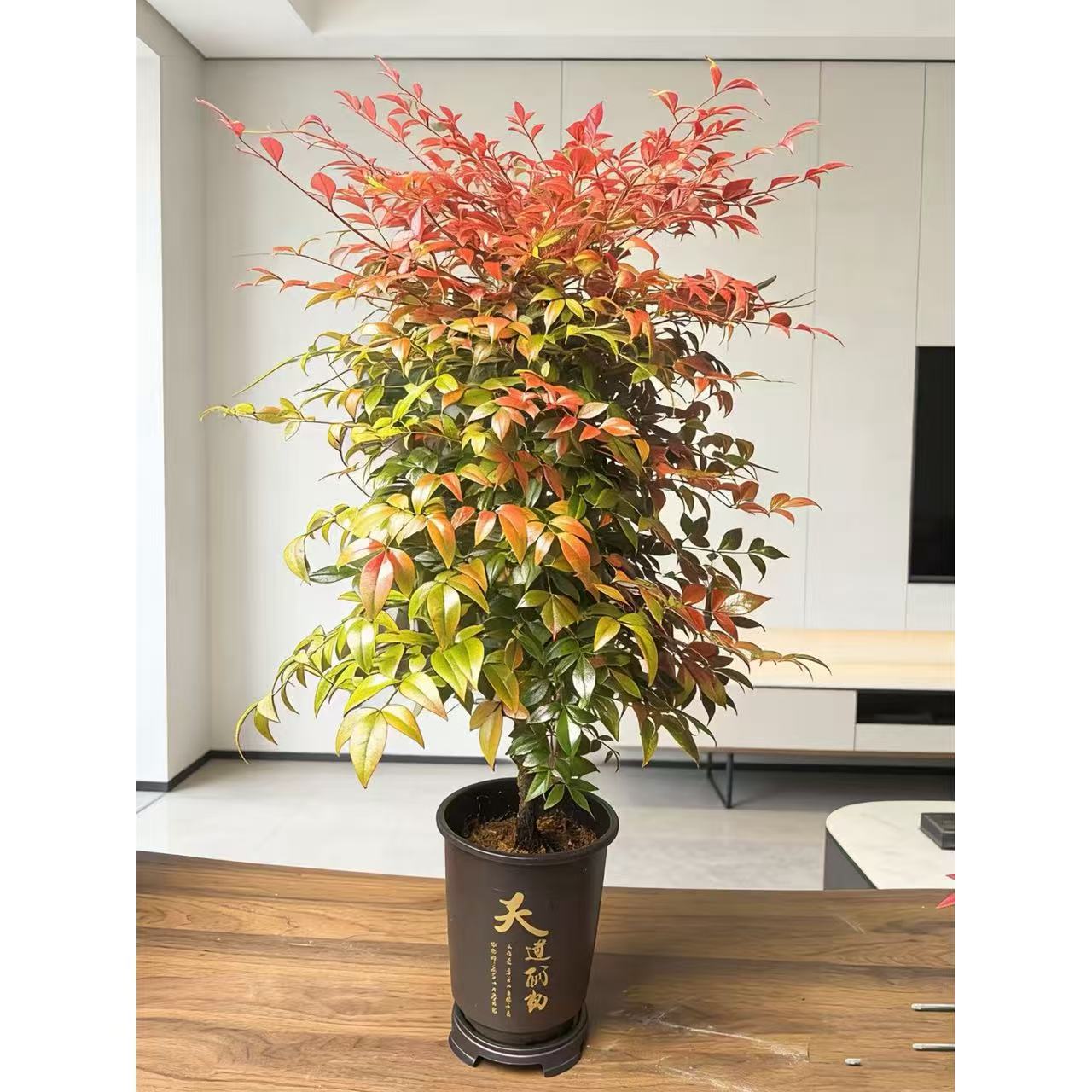 火焰南天竹盆栽观叶大盆景好养易活耐寒绿植书房茶桌办公室绿植