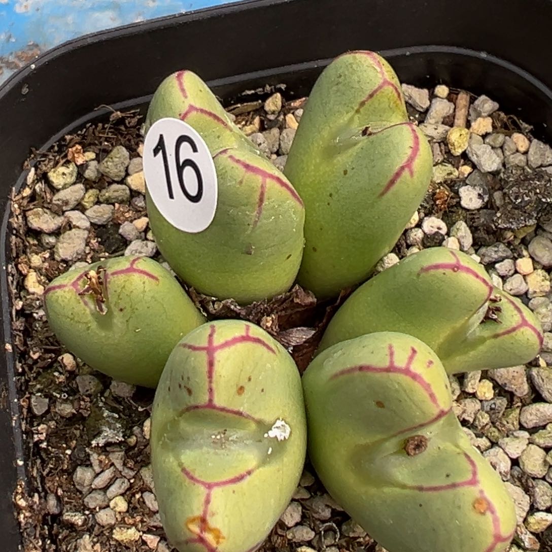 多肉植物1111111111111111