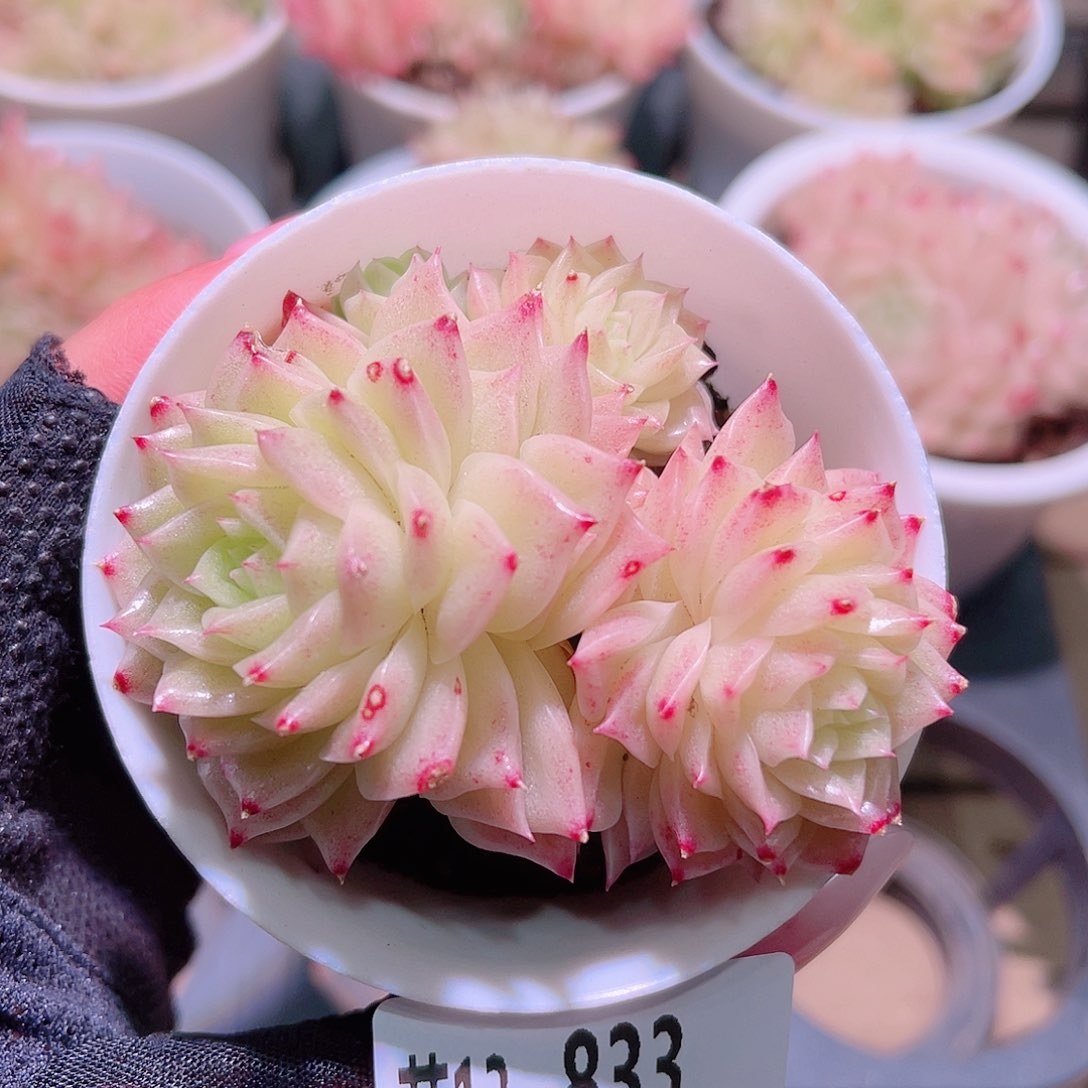 花利美13-833幻影
