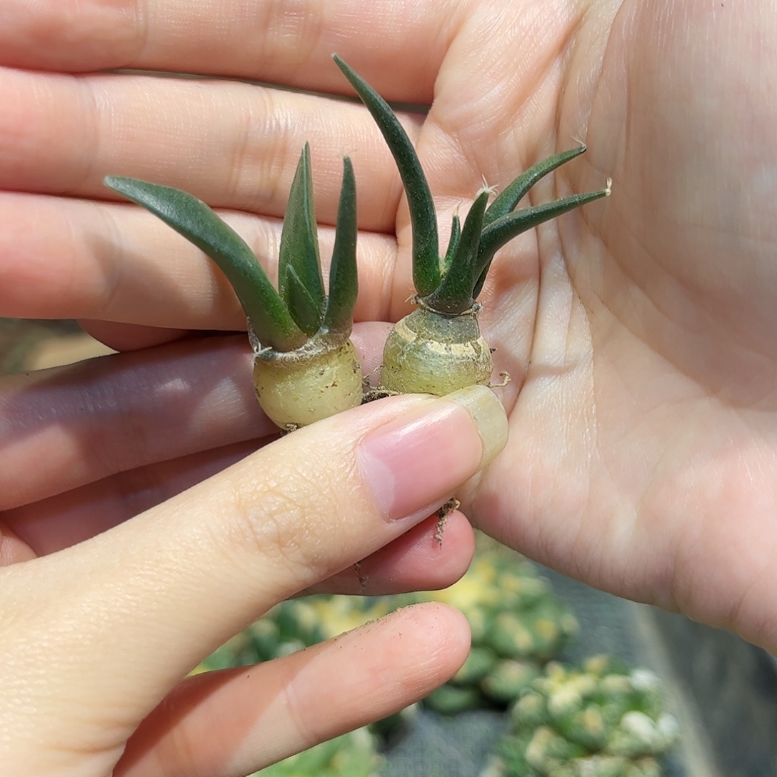 2颗3.5cm实生龙牙牡丹萝卜根