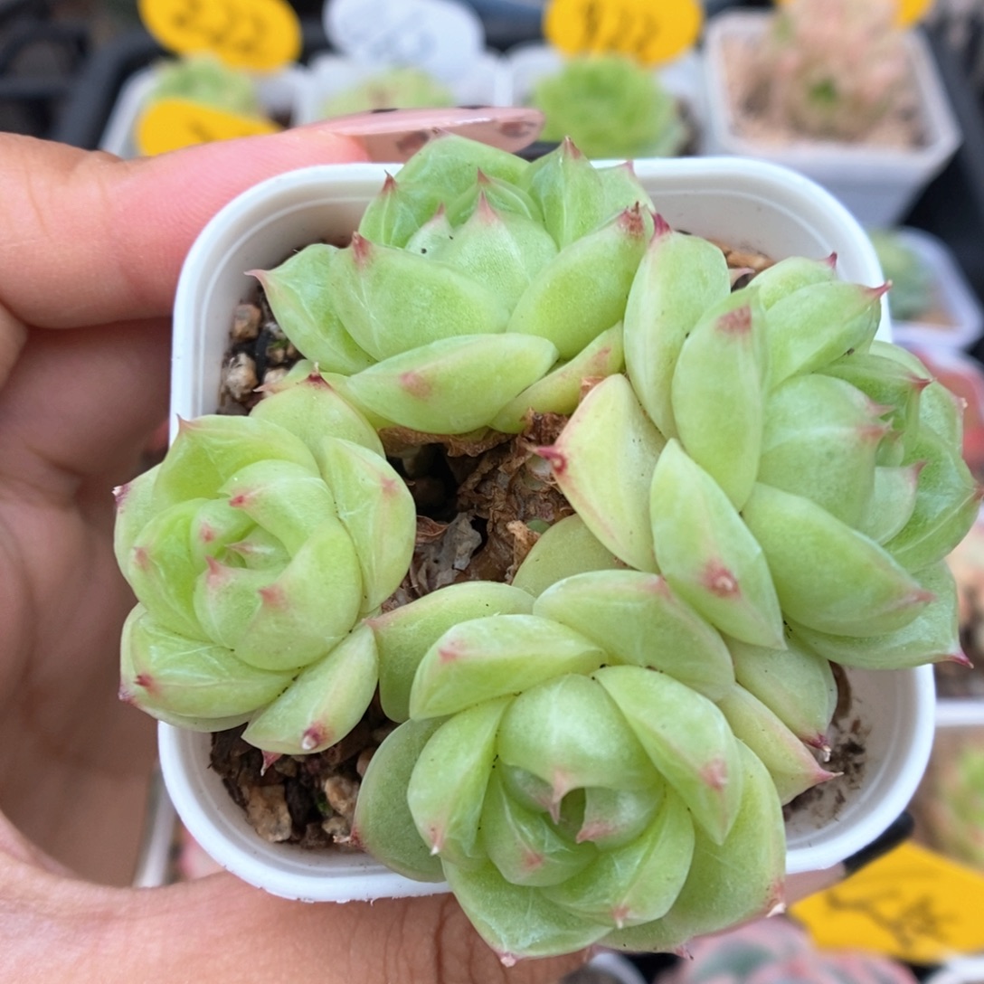 琉璃麦秆群生948号
