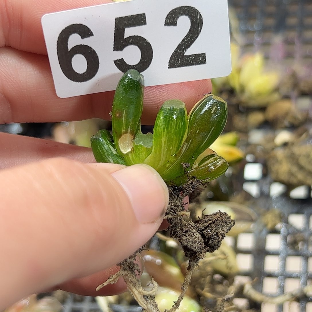 红红火火恍恍惚惚