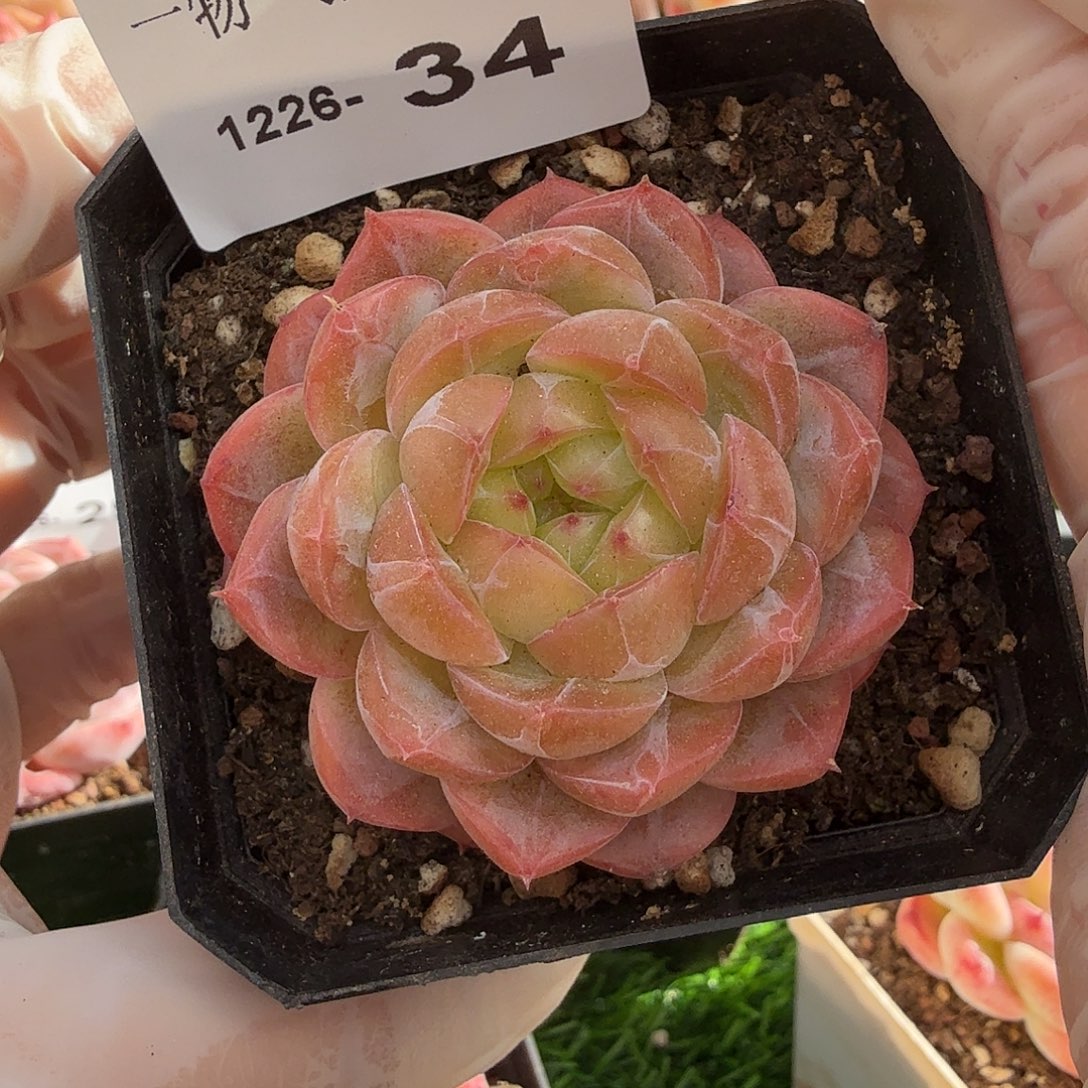 1226-34多肉一物一拍