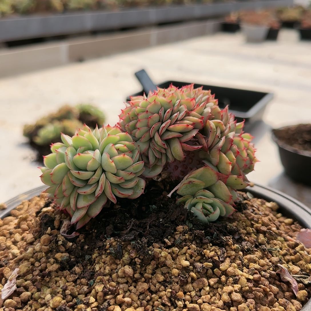 5033号牡丹亭缀138         肉