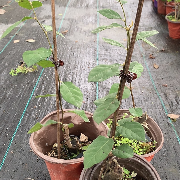 无花朵宇宙之辉29.9