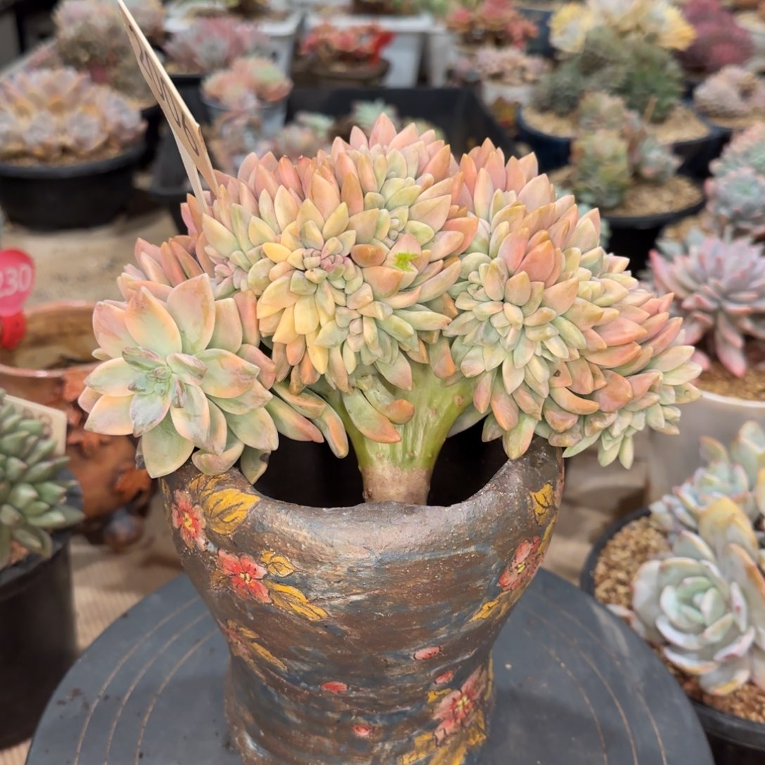 可***丽2006。    淡雪锦缀多肉