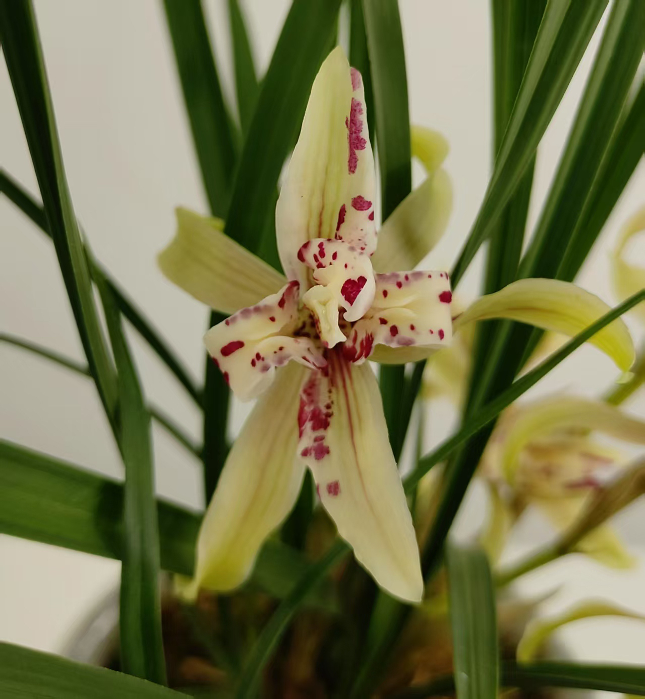 春兰【天蓬牡丹】春兰老种名品 花型独特 花香浓郁