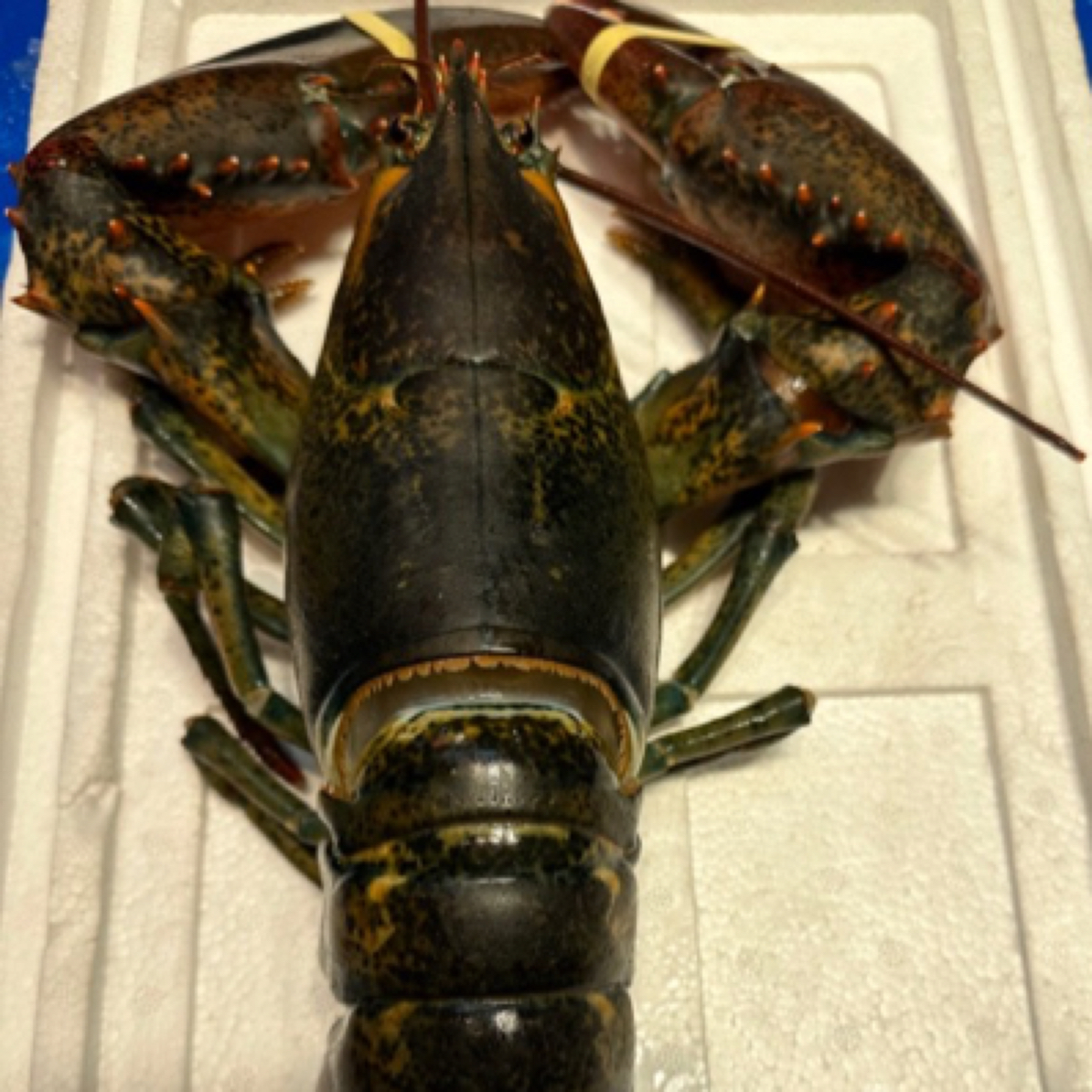 海鲜组合 【波士顿龙虾 】【帝王蟹 】【保鲜不保活】8.到9分肥