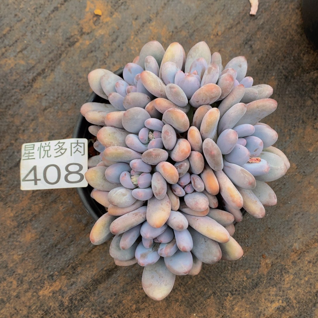408星悦多肉植物