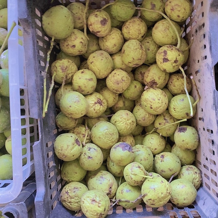 【闪购商品】核桃摆件2个朱雀青皮不退不换谨慎下单