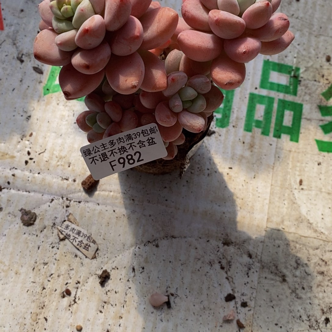 花**朵樱花洛神982/10c m