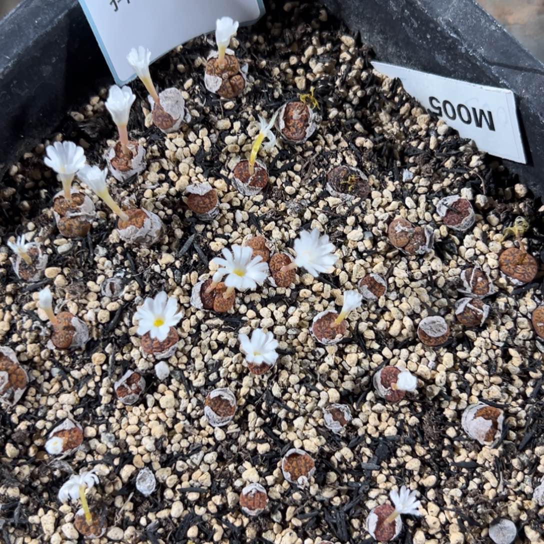 24-44量拍朱雀勋章一颗