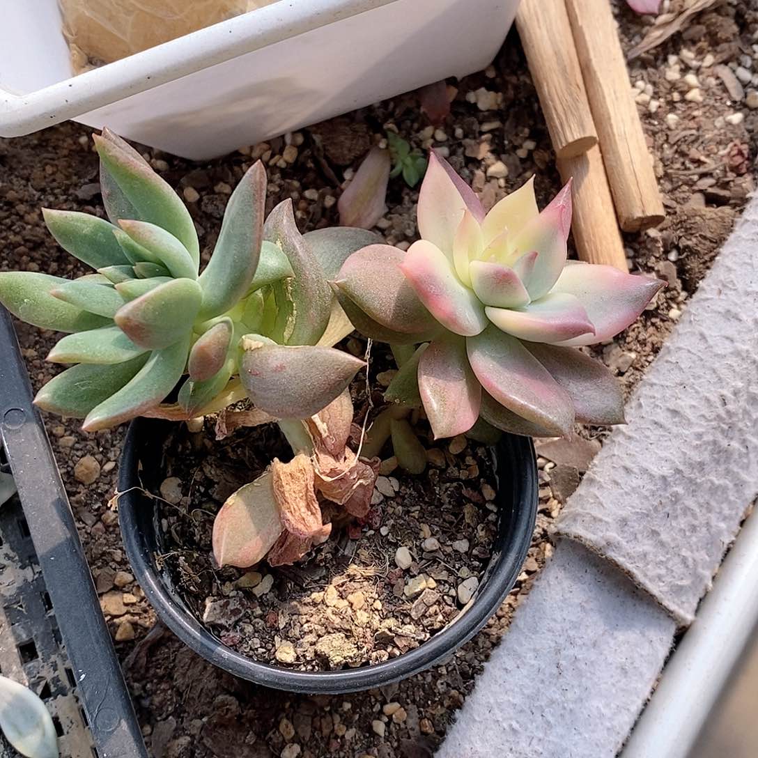 卡梅拉锦多肉植物老桩