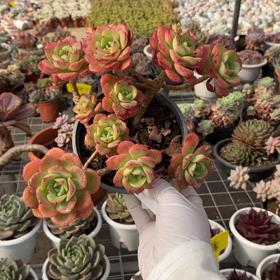 578尼可莎拉玫瑰一物一拍