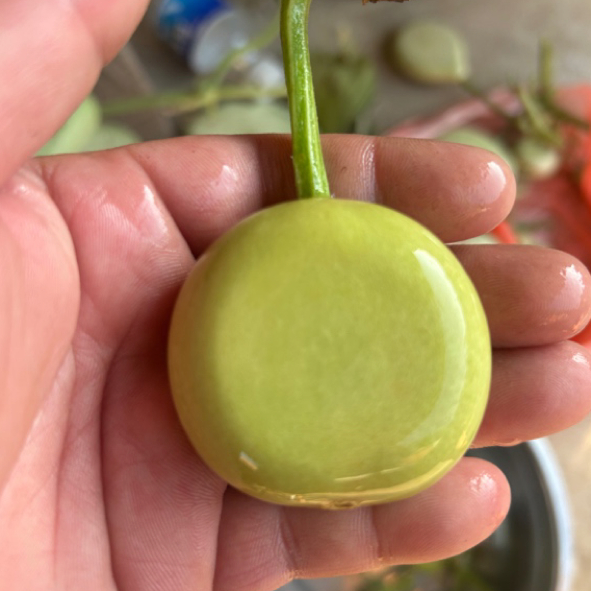 各种青皮小葫芦批发零售