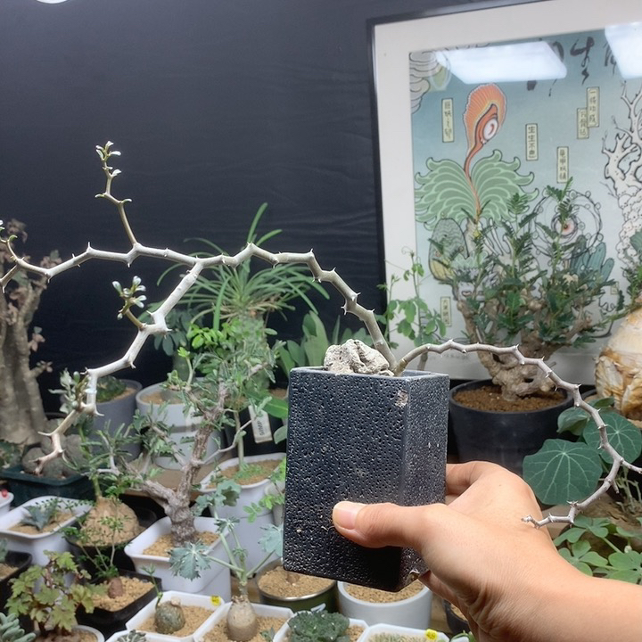 弯曲龙多枝扦插脱土