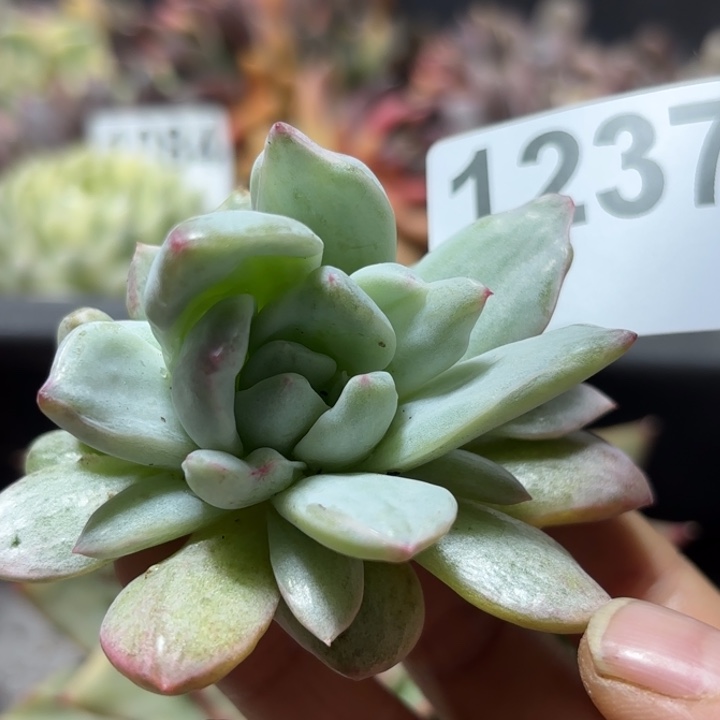 头盖多肉植物满18包邮