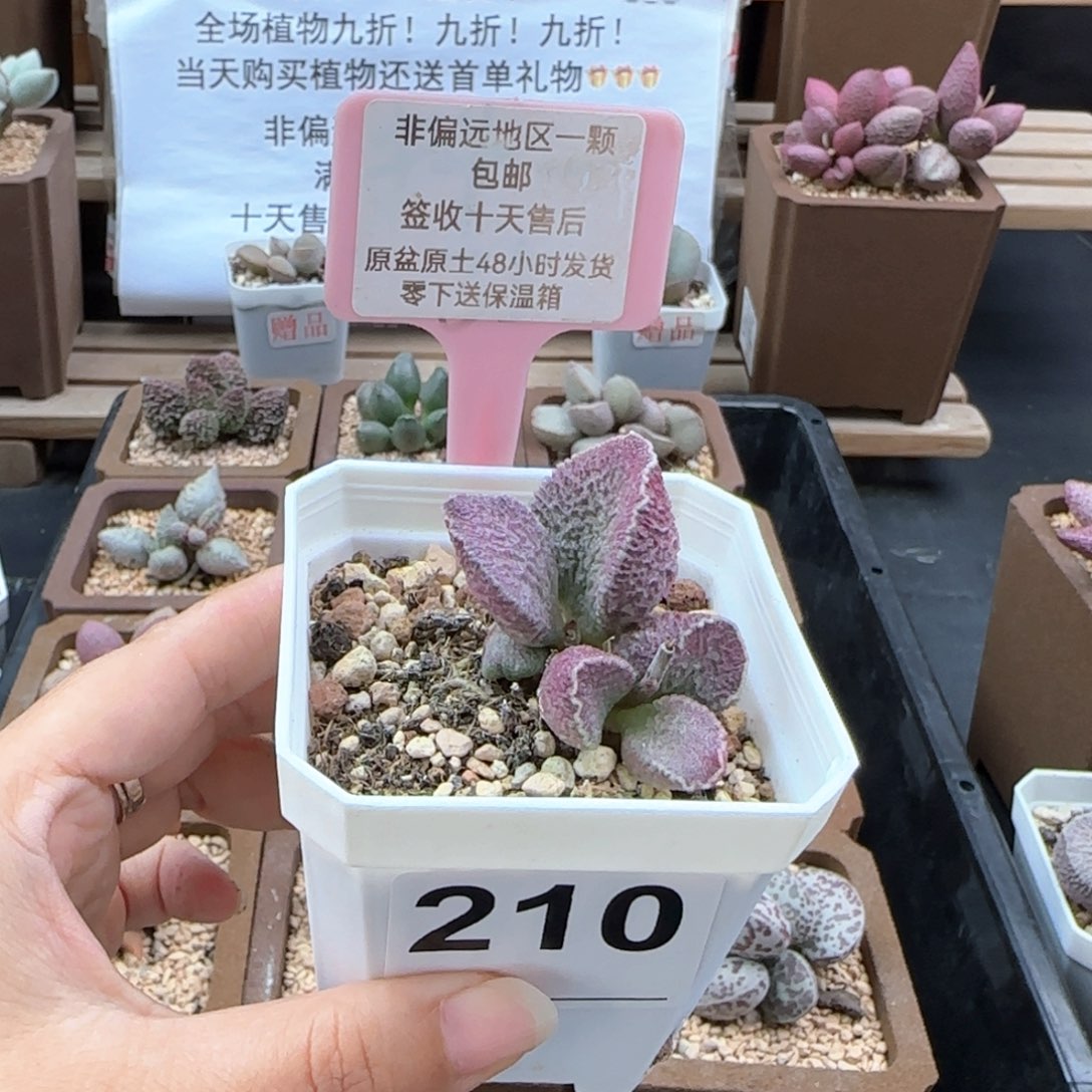 210哈莫猪肝多肉植物