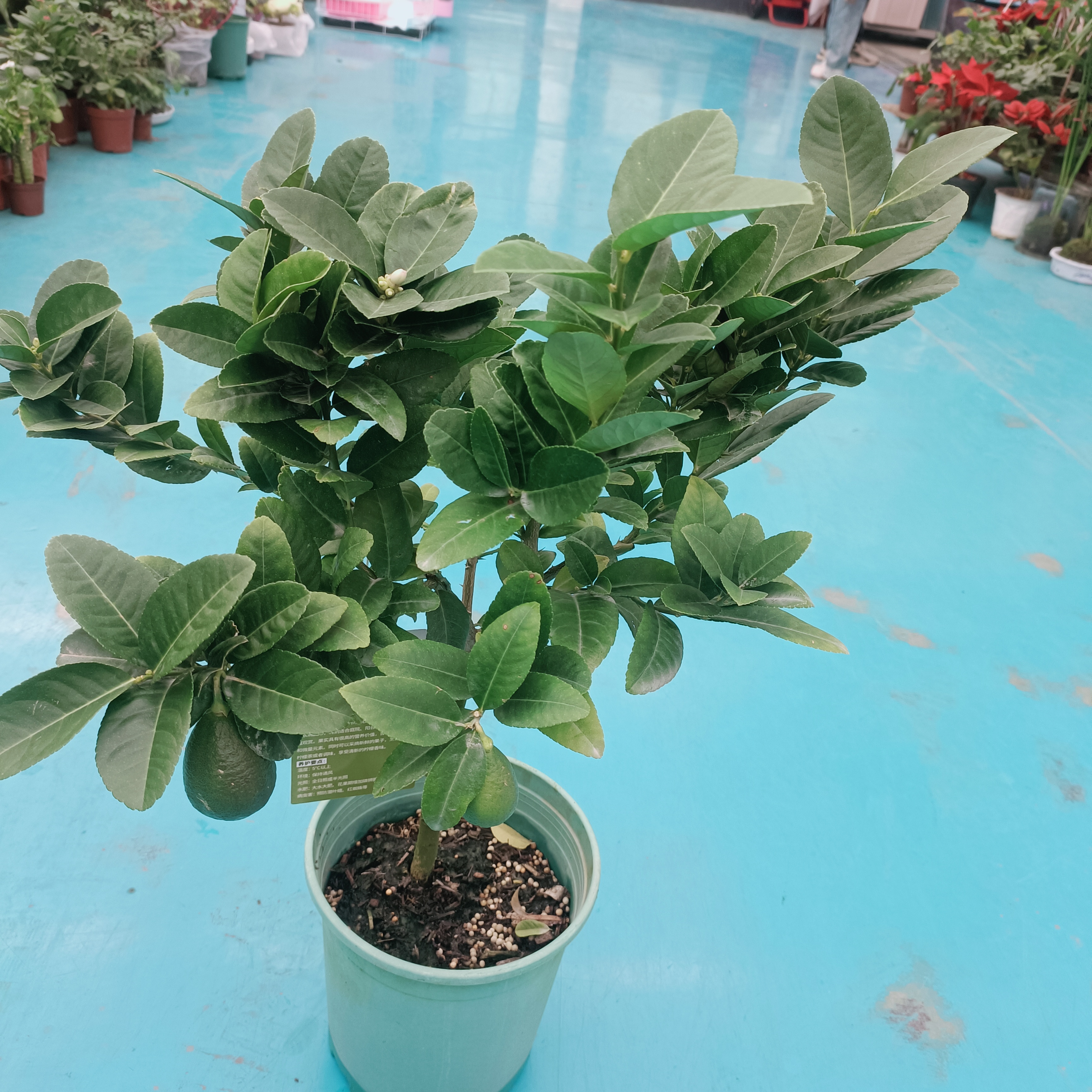 香水柠檬带土带叶带果发货