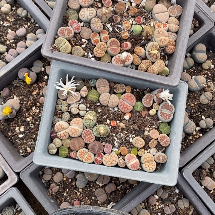 ****彭生石花等植物的生长134