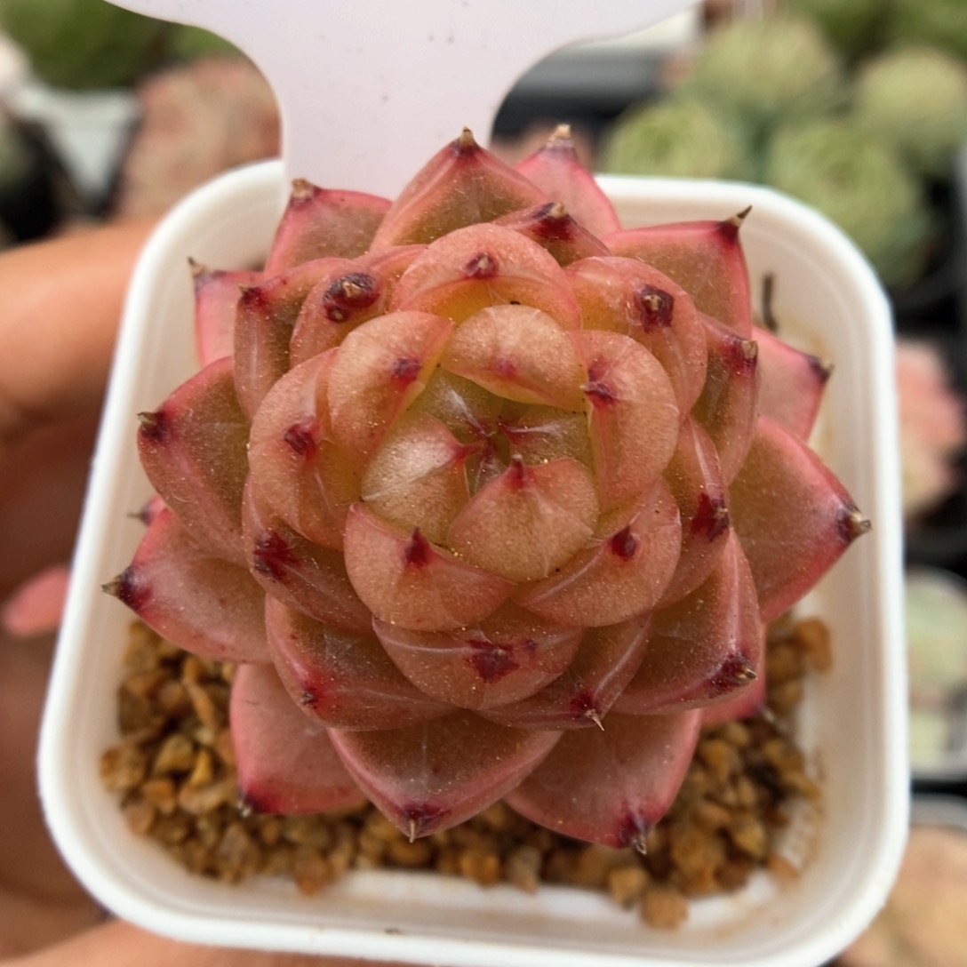 润玉珍妮可拍320号。