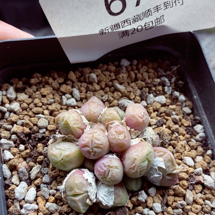 我是一只小小鸟地域鬼的673