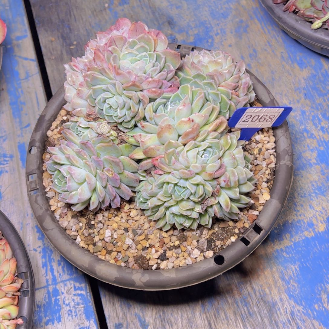 o**星杂交2068多肉植物