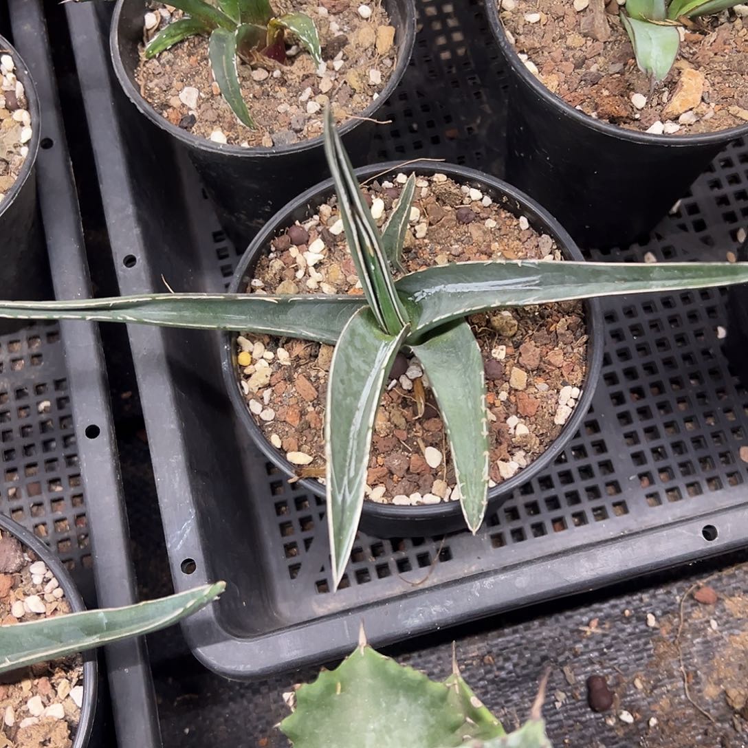 流星龙舌兰笹吹雪侧芽