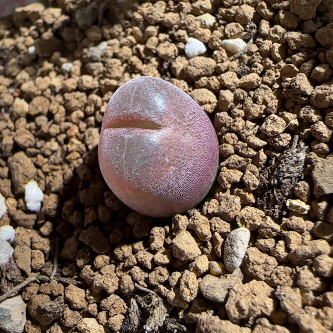 肉锥多肉植物百科-泰坦峡谷231