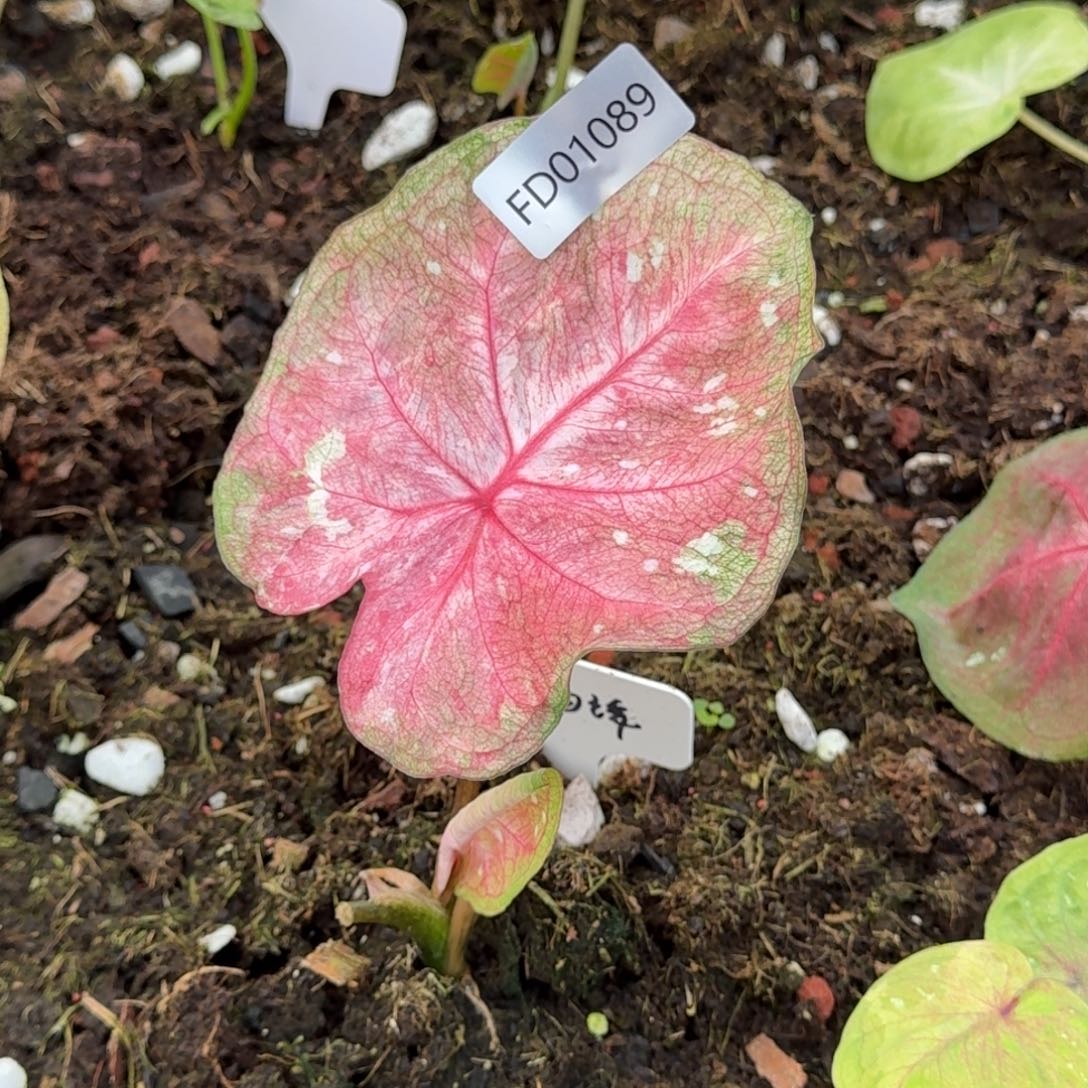 无花朵蕾丝海0189